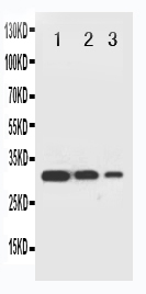 WB - Anti-TRAF2 Antibody ABO11314